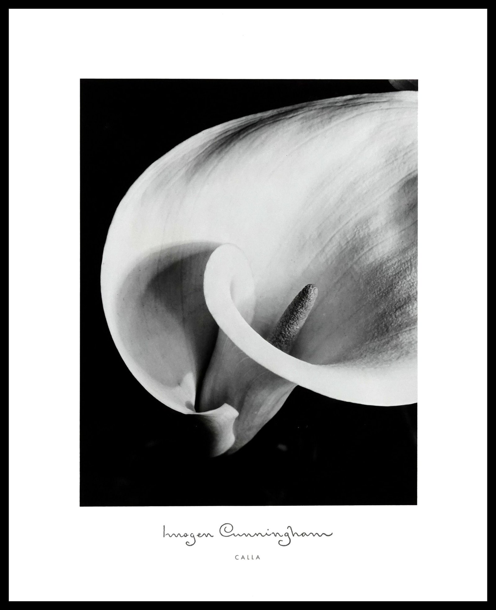 ICS C258 Calla
